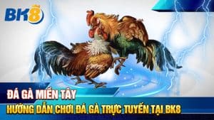 Đá Gà Miền Tây - Hướng Dẫn Chơi Đá Gà Trực Tuyến Tại BK8